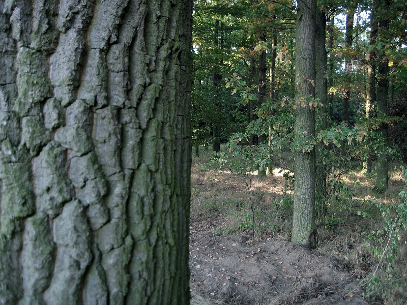 k12.JPG - Stromy a stromky